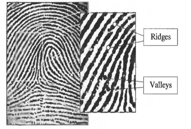 Creste e valli delle impronte digitali