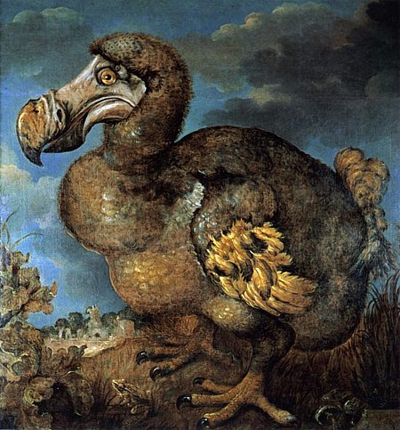 Una delle illustrazioni del dodo animale estinto di Savery