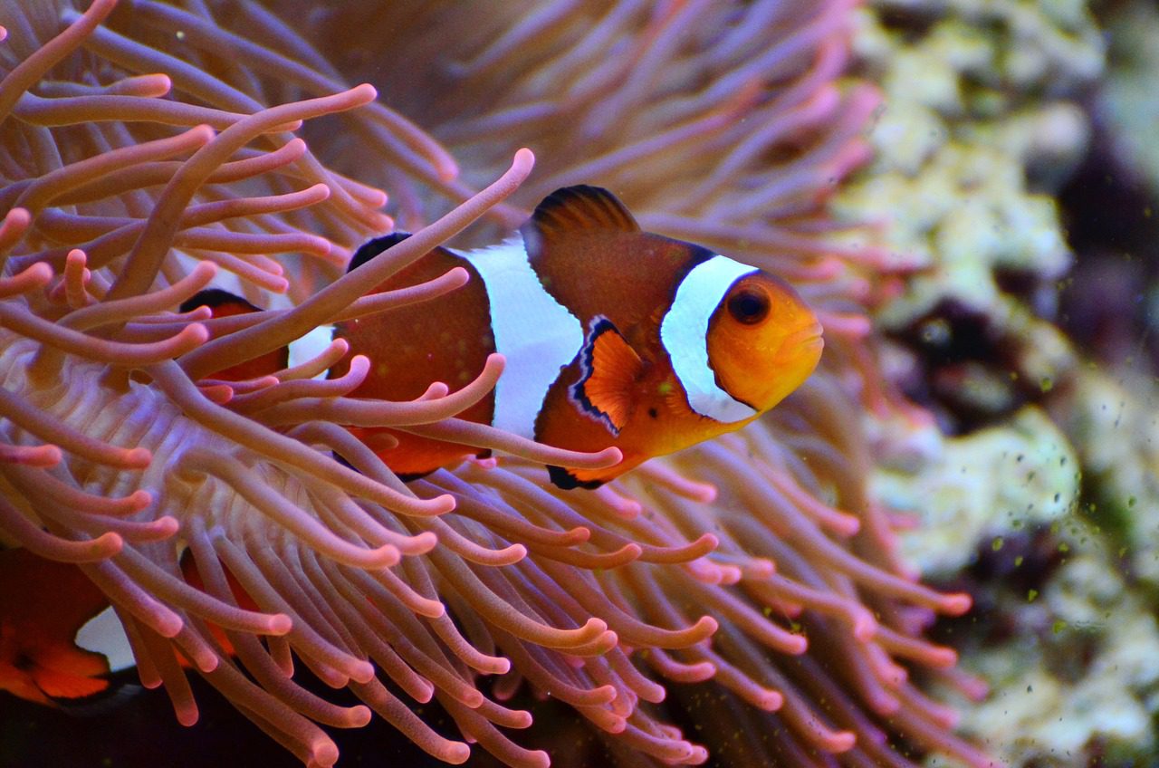 I pesci pagliaccio vivono in simbiosi mutualistica con gli anemoni di mare e sanno contare fino a tre.
