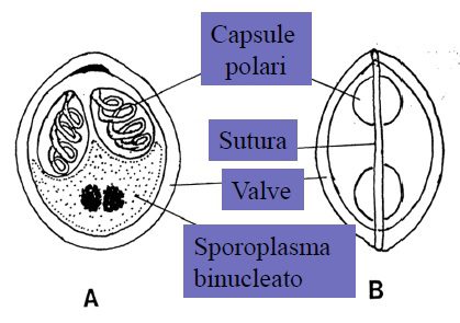 Struttura generale di una microscopica mixospora del parassita, osservata frontalmente e lateralmente