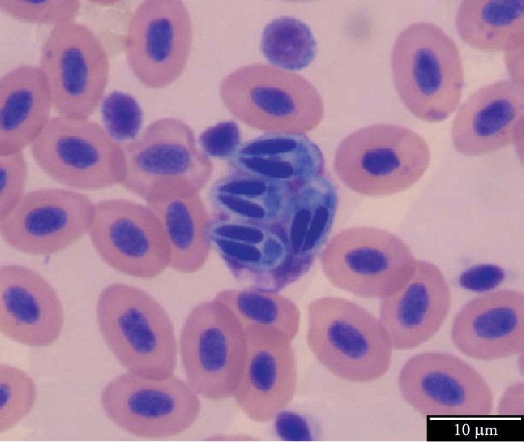 Striscio di sangue di tambaqui (Colossoma macropomum) colorato con May-Grünwald-Giemsa-Wright. Sono ben visibili quattro mixospore di Myxobolus sp. all'interno di un globulo bianco che sta per scoppiare