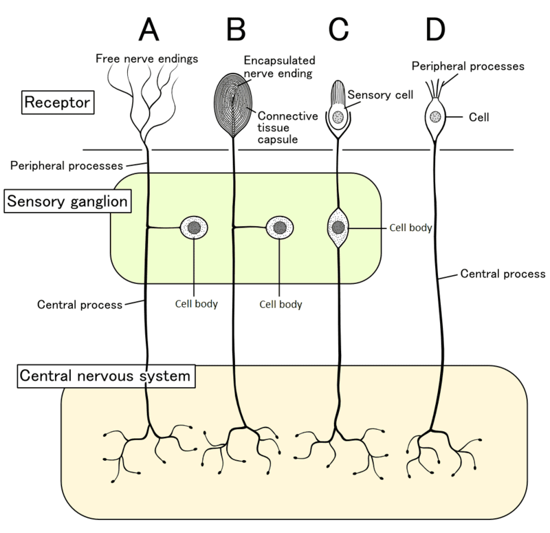 Diversi tipi di neuroni sensoriali e le quattro cellule corrispondenti periferiche