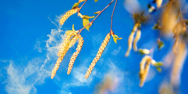 Allergie al Polline di Betulla