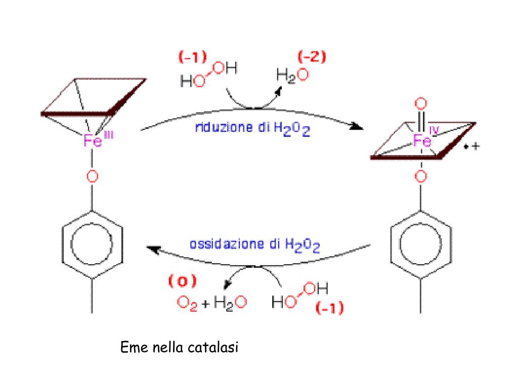 Meccanismo d’azione della catalasi in presenza di elevate concentrazioni di perossido d'idrogeno