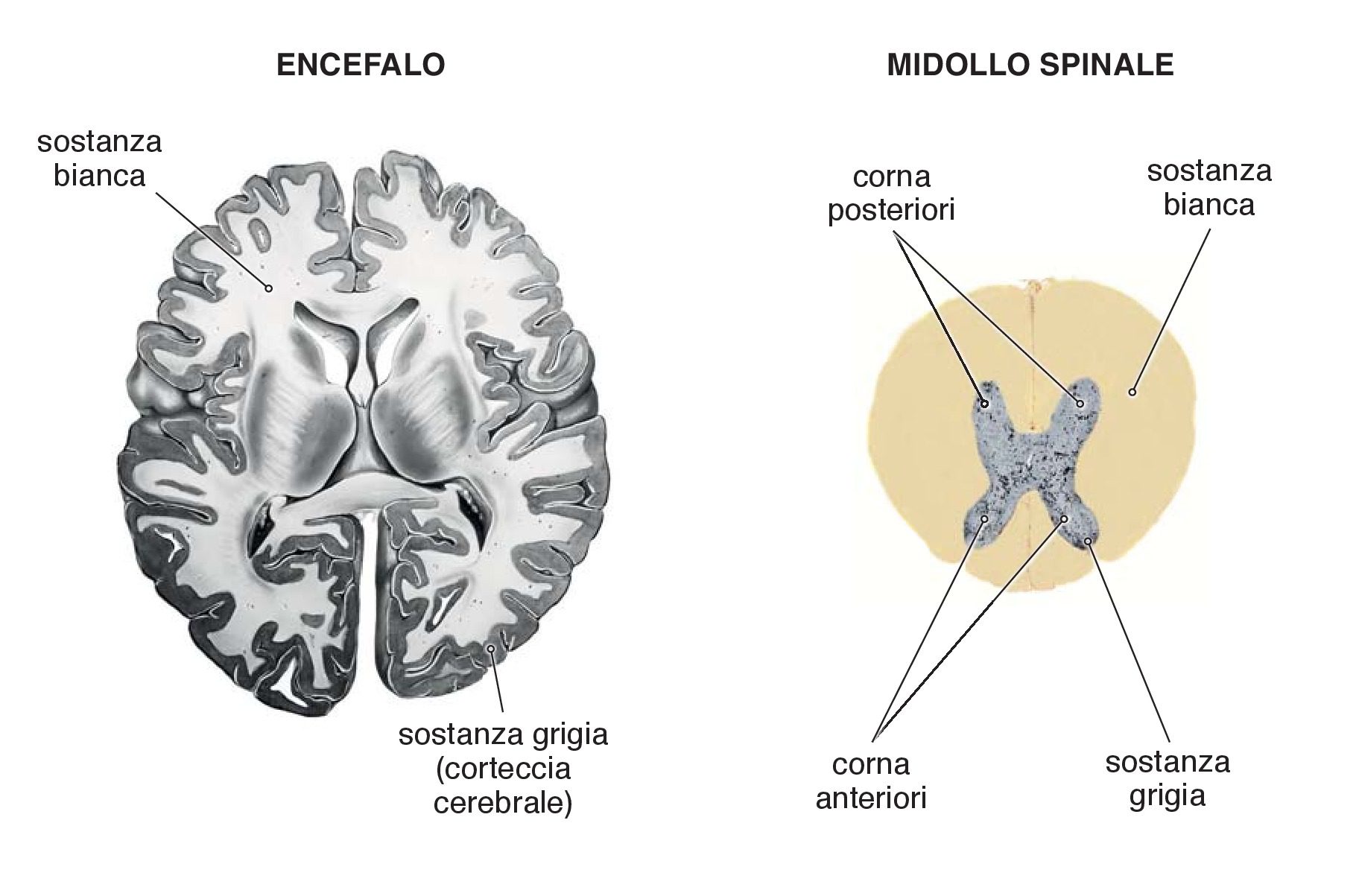 Immagine illustrativa della distribuzione della sostanza bianca e della sostanza grigia rispettivamente nell’encefalo e nel midollo spinale. la sostanza grigia è formata da corpi cellulari dei neuroni che appaiono grigi poiché privi di mielina. La sostanza bianca è formata, al contrario, da neuriti rivestiti da mielina. Nell’encefalo, la sostanza grigia, più esterna, forma la corteccia cerebrale, nel midollo spinale la sostanza grigia, più interna, forma una sorta di H.