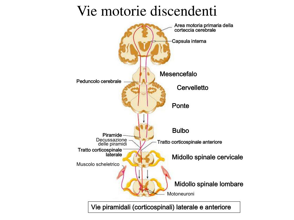 Immagine illustrativa delle vie discendenti o motorie che attraversano la sostanza bianca e grigia nel sistema nervoso centrale