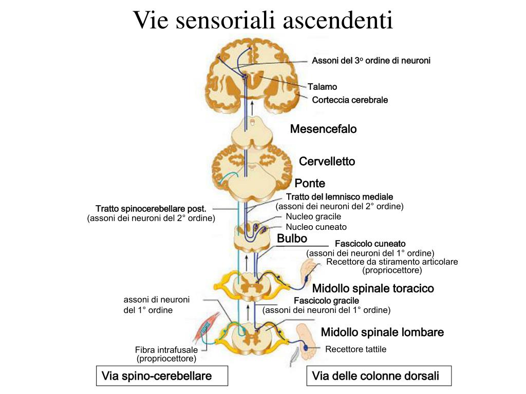Immagine illustrativa del decorso delle vie ascendenti o sensitive in tutto il sistema nervoso centrale.