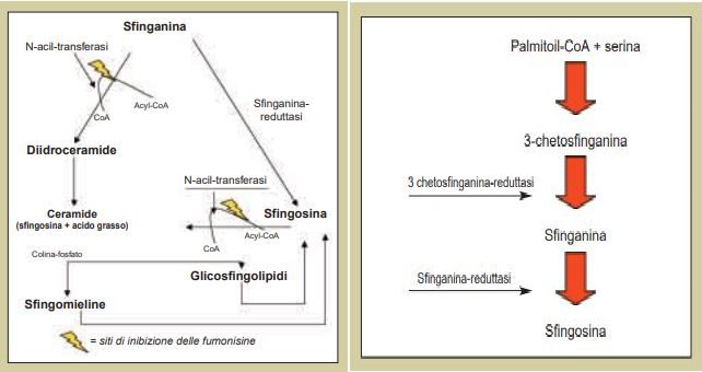 Meccanismo di inibizione della sintesi degli sfingolipidi da parte delle fumonisine e sintesi della sfinganina e sfingosina.