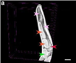 Rappresentazione grafica di P. azarasi in sezione longitudinale. Le frecce indicano i diversi organi: in rosa per l'esofago, in arancione il cieco intestinale, in rosso il ventricolo e in verde l'intestino. La barra in basso è lunga 500 µm