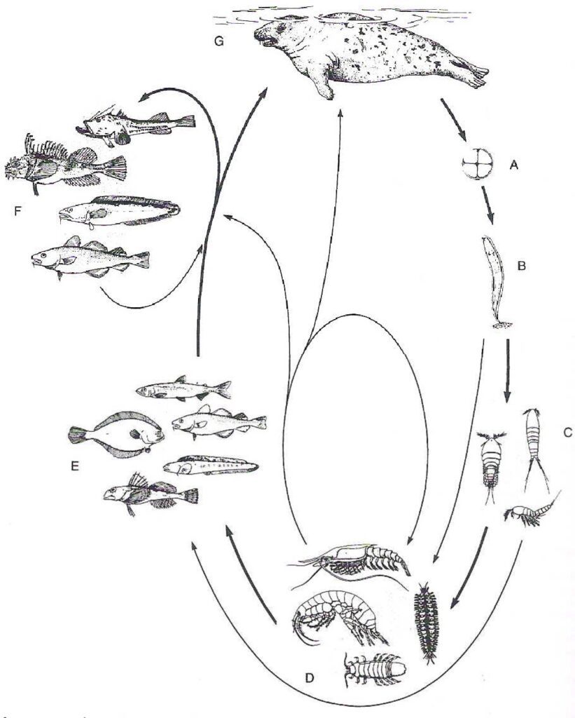 Ciclo vitale di Phocanema spp.. A. uova espulse con le feci da parte dei pinnipedi. B. la larva L3 aderisce al substrato. C. la larva L3 viene mangiata da minuscoli crostacei marini D. Crostacei più grandi e vermi marini si nutrono dei crostacei in cui vive la larva L3 E. Pesci che si nutrono di crostacei e vermi sono parassitati dalle larve L3 che si posizionano nei muscoli. F. Pesci predatori si nutrono di pesci infetti e le larve L3 migrano nei loro muscoli. G. Larve L4  e adulti vivono nello stomaco di mammiferi pinnipedi che si nutrono di pesci infetti.