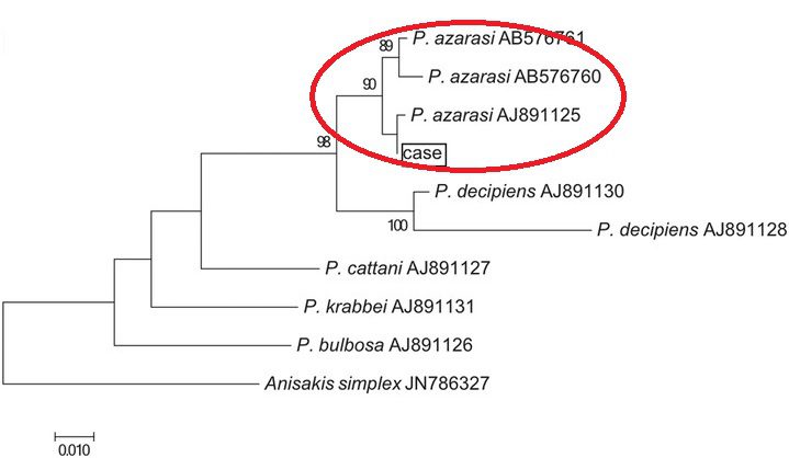 Albero filogenetico del genere Phocanema confrontato con Anisakis simplex, basato su somiglianza di sequenze di DNA mitocondriale. La posizione di Phocanema azarasi è stata evidenziata