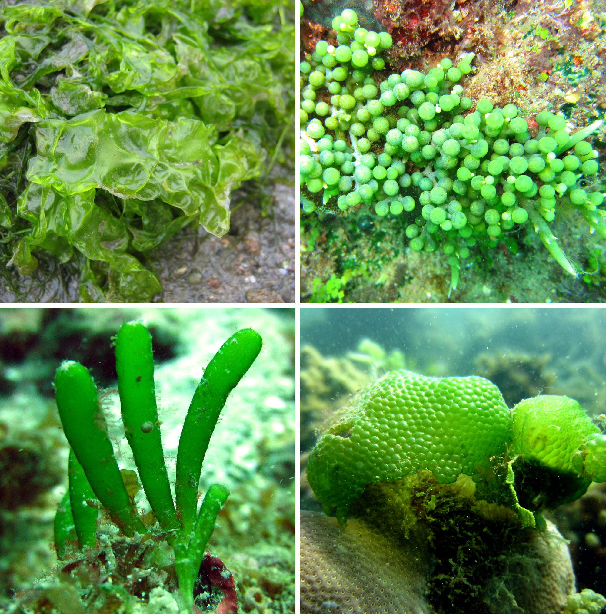 alghe organismi fotosintetici