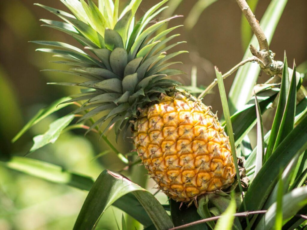 Ananas e digestione