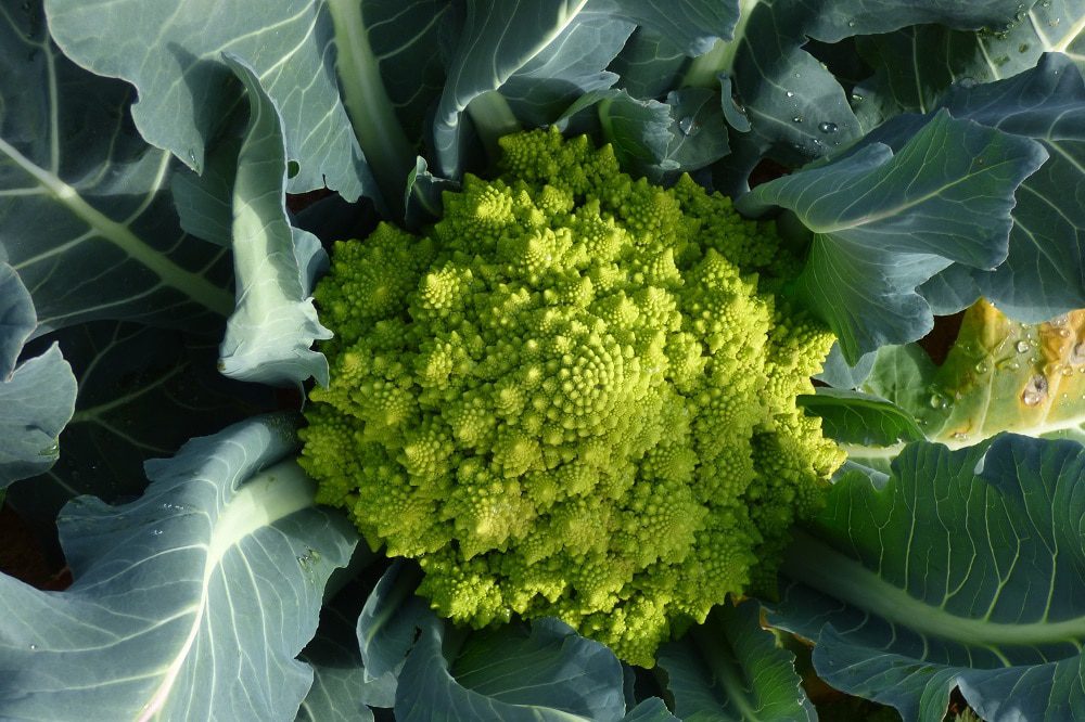 Broccoli contorno salute