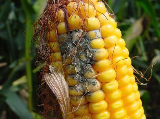Cariosside di mais attaccata da Aspergillus flavus e dall'aflatossina B₁