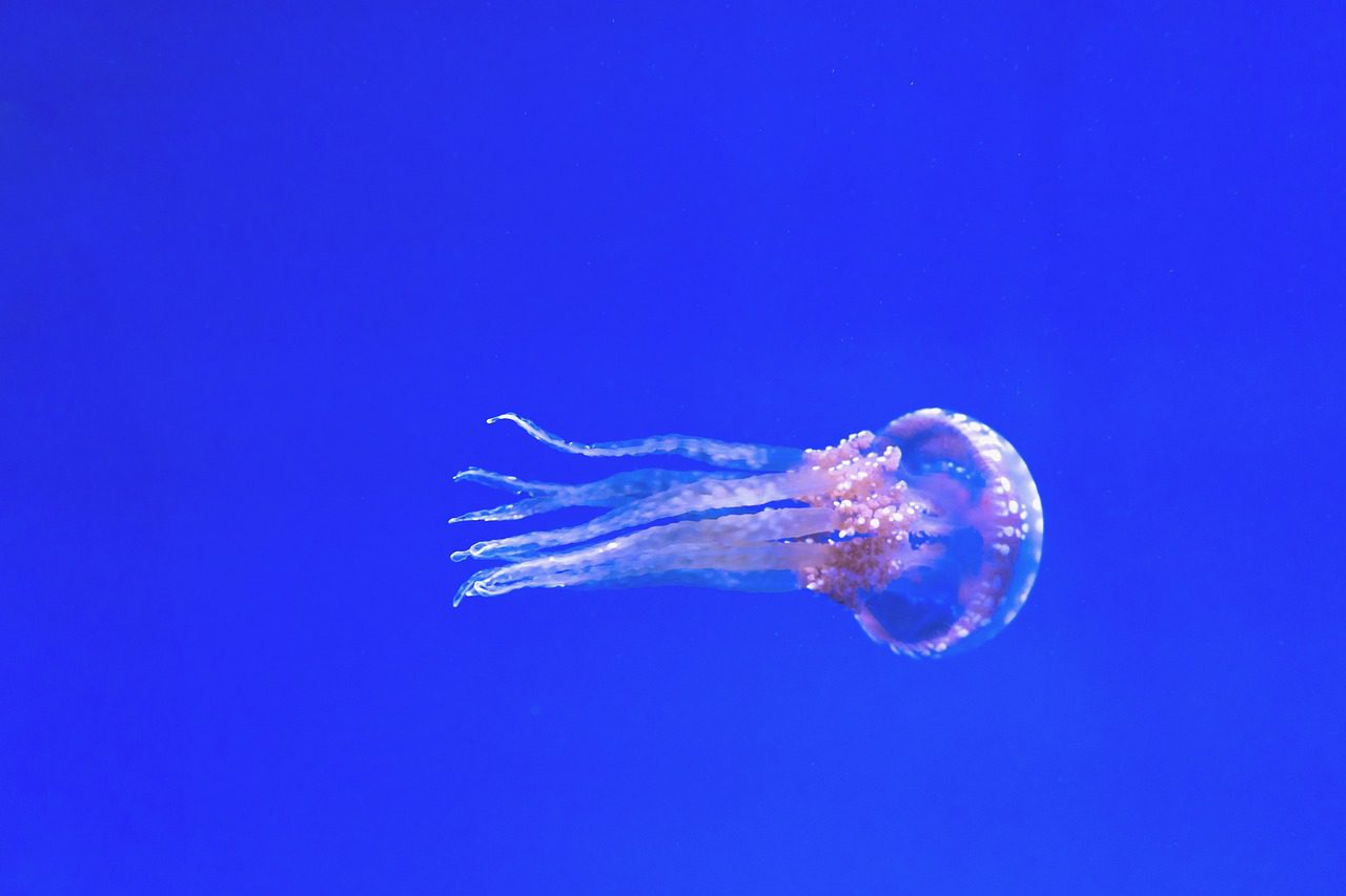 Le meduse mangiano la plastica.