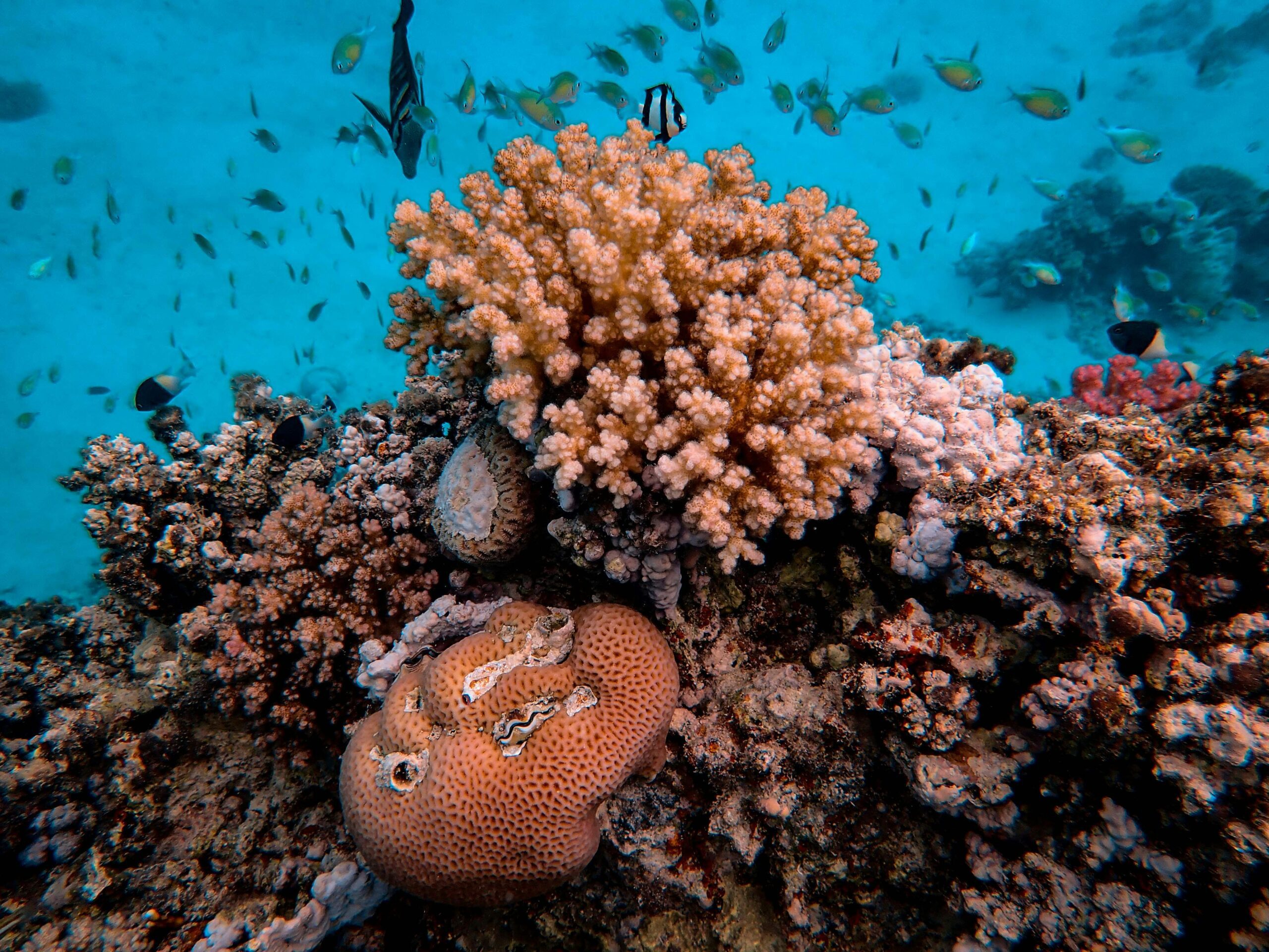 Sbiancamento dei coralli.