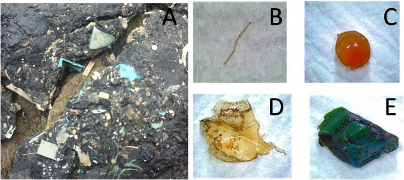 Esempi di plastitar (A) rinvenuti nelle aree costiere del mar Mediterraneo; tipologie di particelle microplastiche estratte dal plastitar: filamenti (B), sfere, frammenti (C e D). 