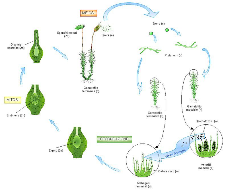 Rappresentazione schematica del ciclo ontogenetico delle briofite.
