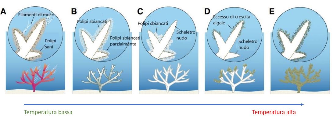Sequenza temporale dello sbiancamento dei coralli.