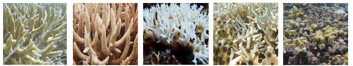 Le fasi dello sbiancamento dei coralli.