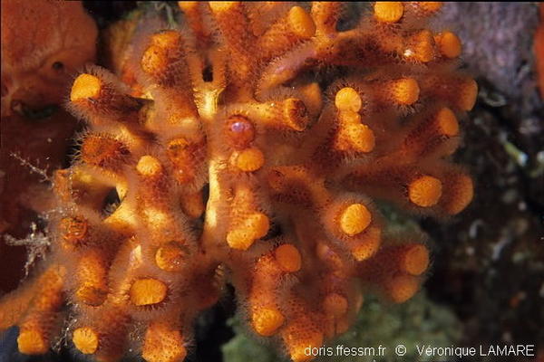 Myriapora truncata o falso corallo rosso è un briozoo tipico della biocenosi del coralligeno del Mediterraneo. La sua struttura arborescente arricchisce l'ambiente creando nicchie e habitat per molte altre specie