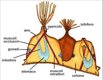 Rappresentazione schematica della struttura anatomica di un briozoo. L'unità funzionale è lo zooide costituito principalmente dal polipide (contenente il canale alimentare, i fasci muscolari e il lofoforo) e dall'involucro che racchiude il polipide stesso, lo zoecio.