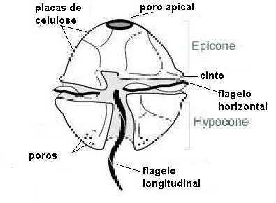 Immagine rappresentativa dell'anatomia di una dinofita provvista di teca