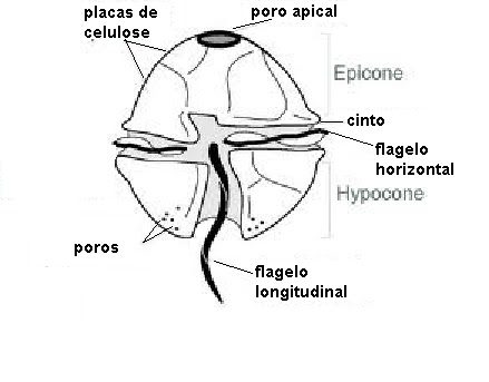Immagine illustrativa della struttura anatomica delle Dinofite. L’endoscheletro (scheletro interno) è formato da vescicole appiattite dove può esserci un deposito di cellulosa. Sono inoltre organismi dotati di due flagelli: uno orizzontale (movimento rotatorio) e uno longitudinale (spinta).