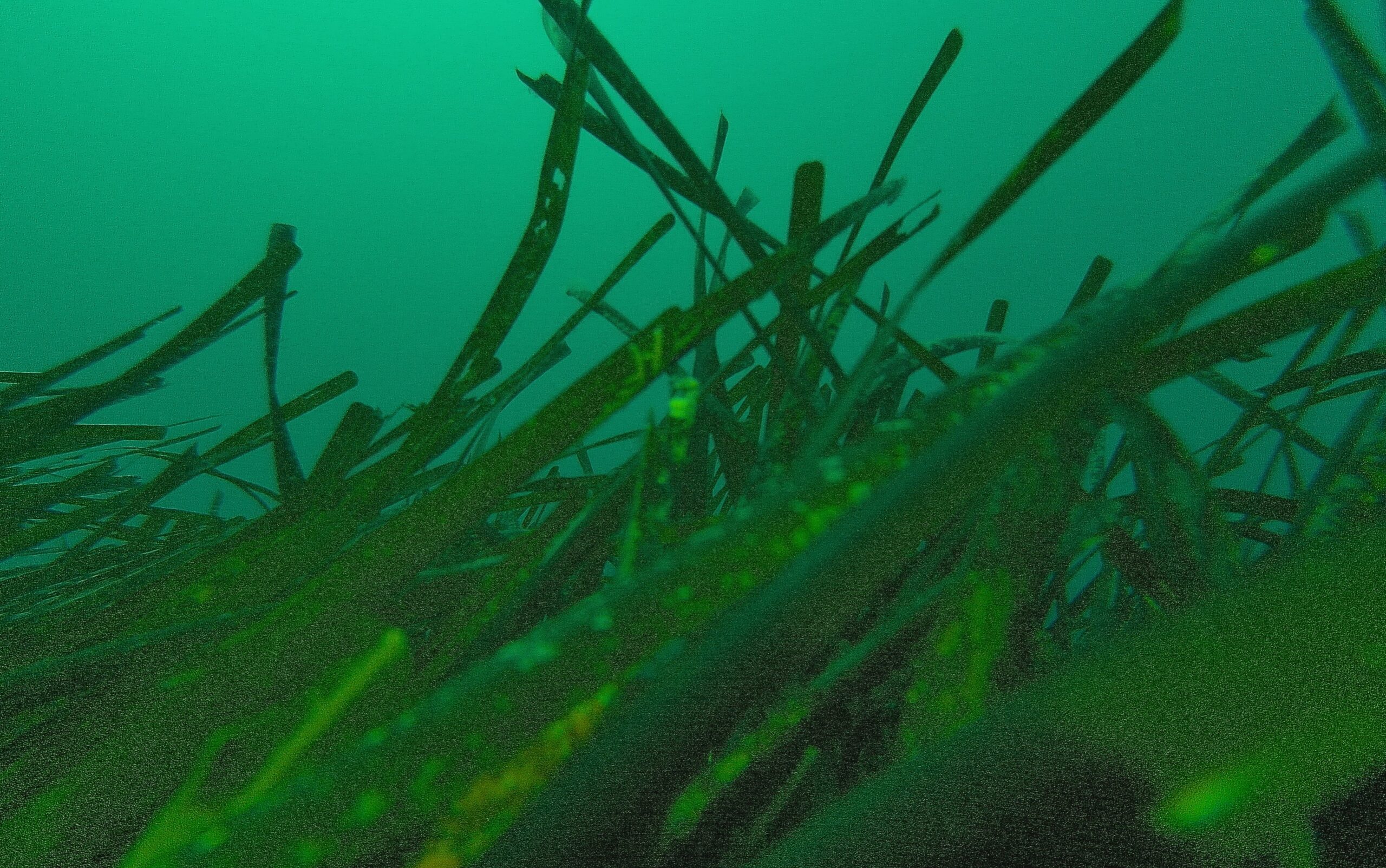 Le lunghe foglie nastriformi di Posidonia oceanica. [Fotografia scattata da Elisabetta Cretella mediante un ROV subacqueo ad una profondità di circa 12 metri].