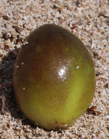 Un oliva di mare.