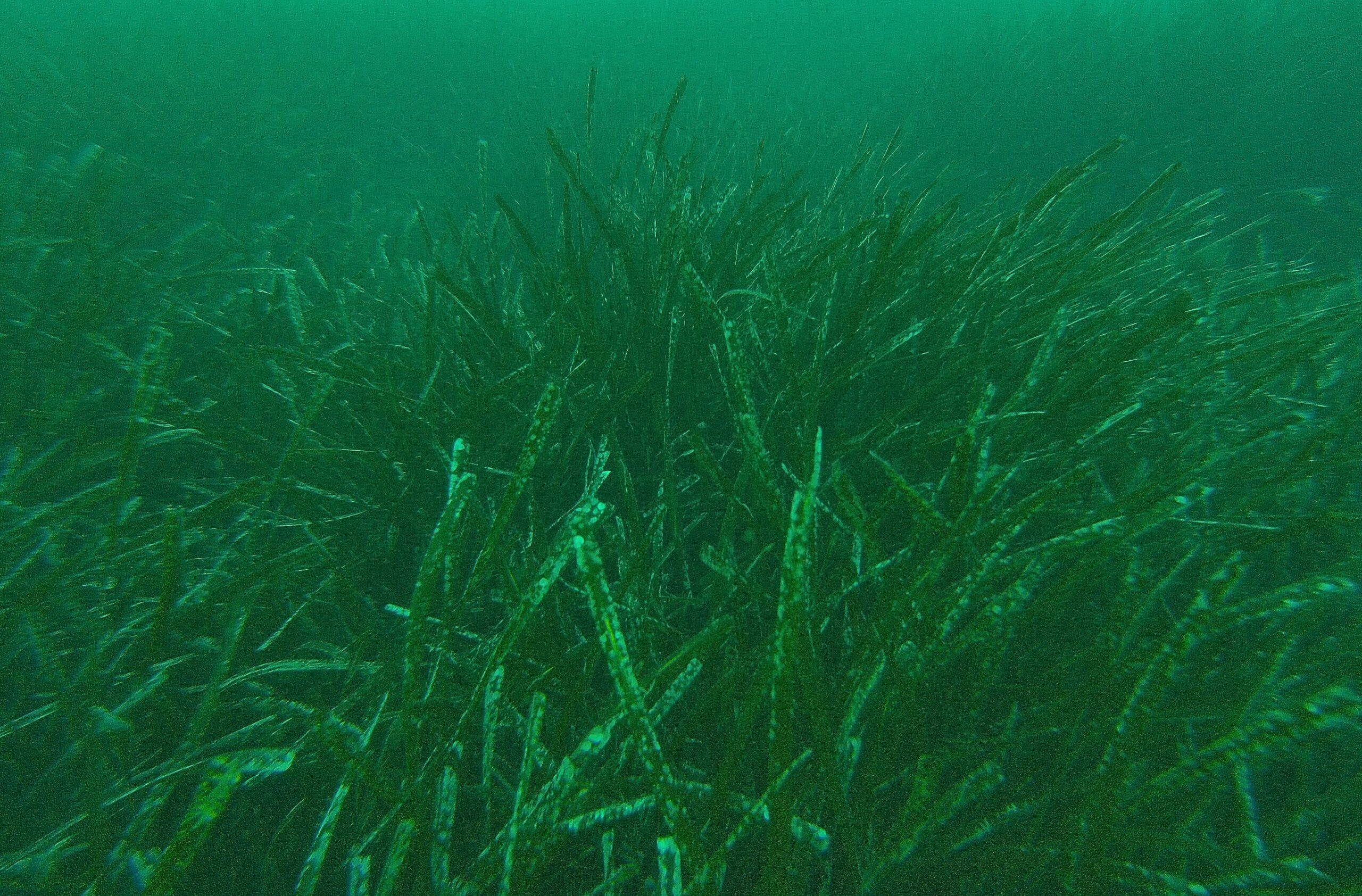 Alla scoperta di Posidonia oceanica. Fotografia scattata da Elisabetta Cretella con un ROV subacqueo.