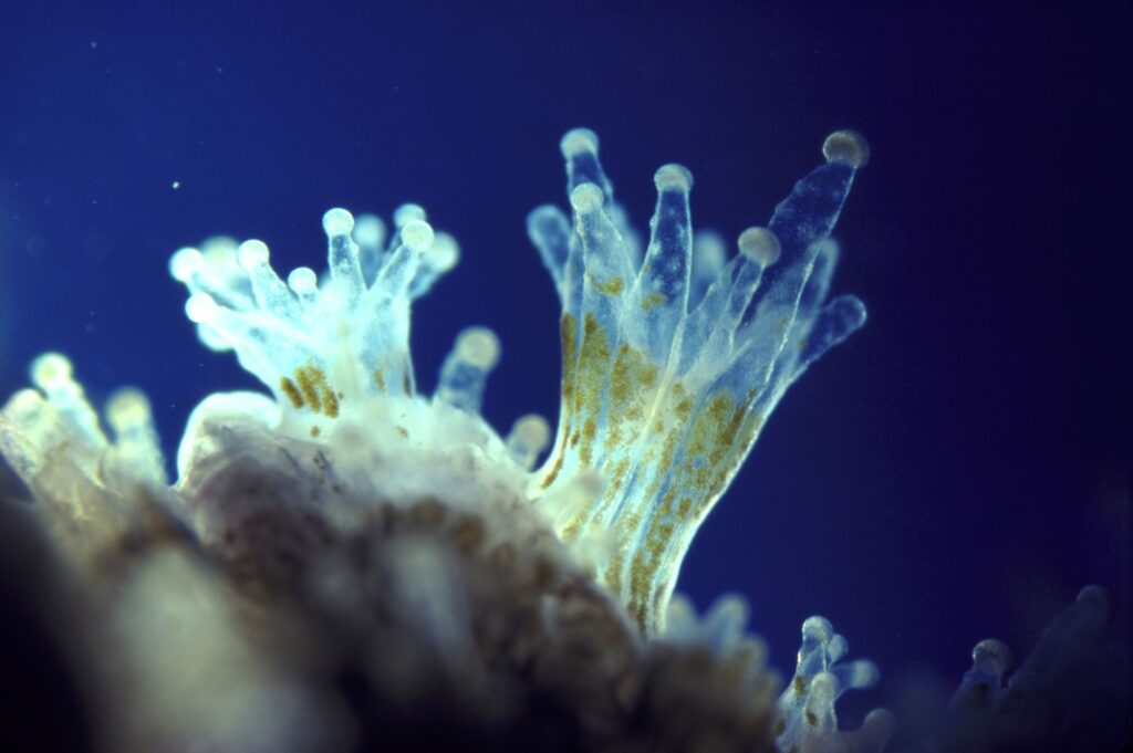 Immagine illustrativa delle dinofite (zooxantelle) simbionti in coralli tropicali. Tali alghe microscopiche catturano la luce solare e la convertono in energia per fornire i nutrienti essenziali ai coralli. In cambio, questi ultimi, forniscono loro riparo ed anidride carbonica.