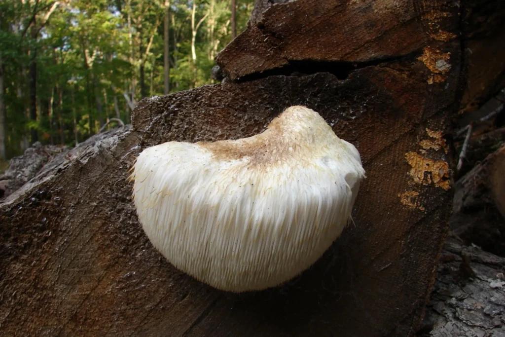 Hericium erinaceus