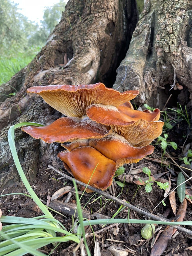 Il fungo dell'ulivo Omphalotus olearius tra corde e ovuli di un ulivo.