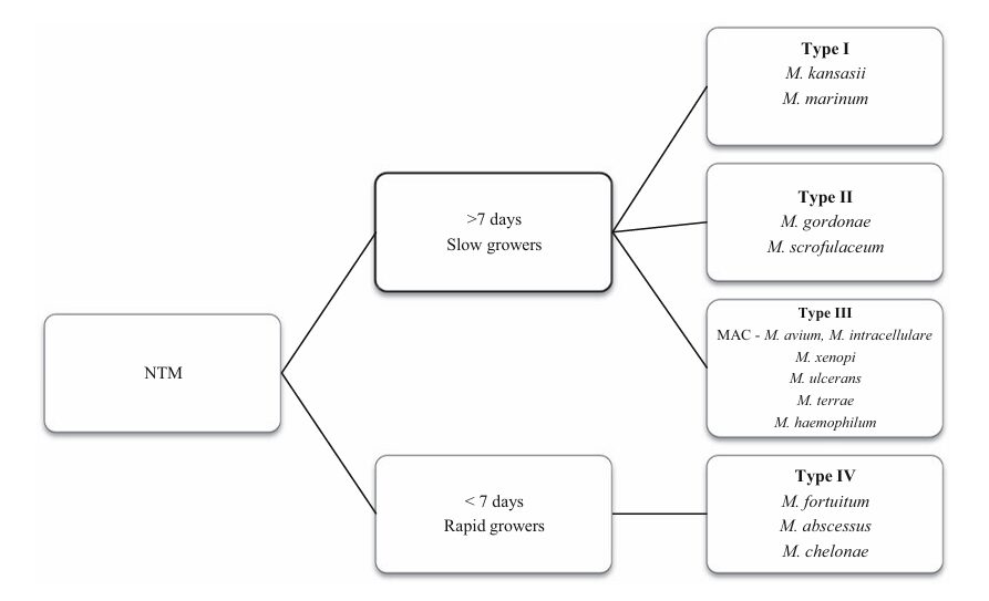 Classificazione dei micobatteri non-tubercolari (NTM).