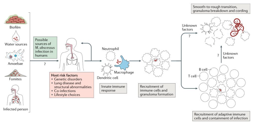 Ciclo di infezione di Mycobacterium abscessus. 