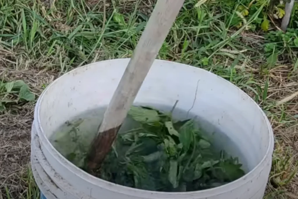 preparazione macerato di pomodoro