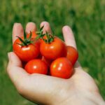 Benefici e le Proprietà del Pomodoro