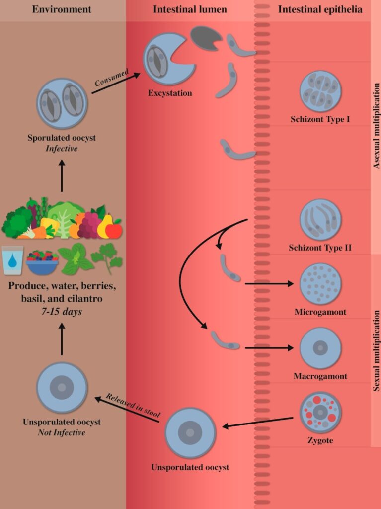 Ciclo vitale di Cyclospora cayetanensis.