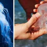 Cosa fare se si è punti da una medusa al mare?