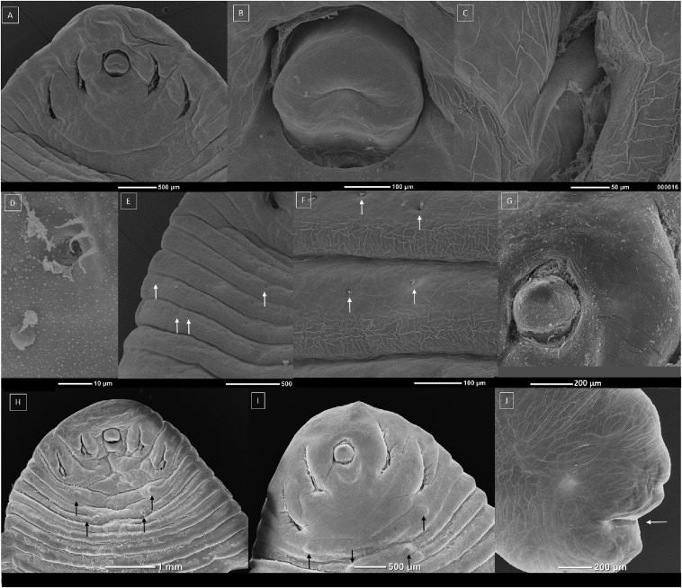 Immagini di femmine adulte di L. serrata, ottenute con il microscopio elettronico a scansione