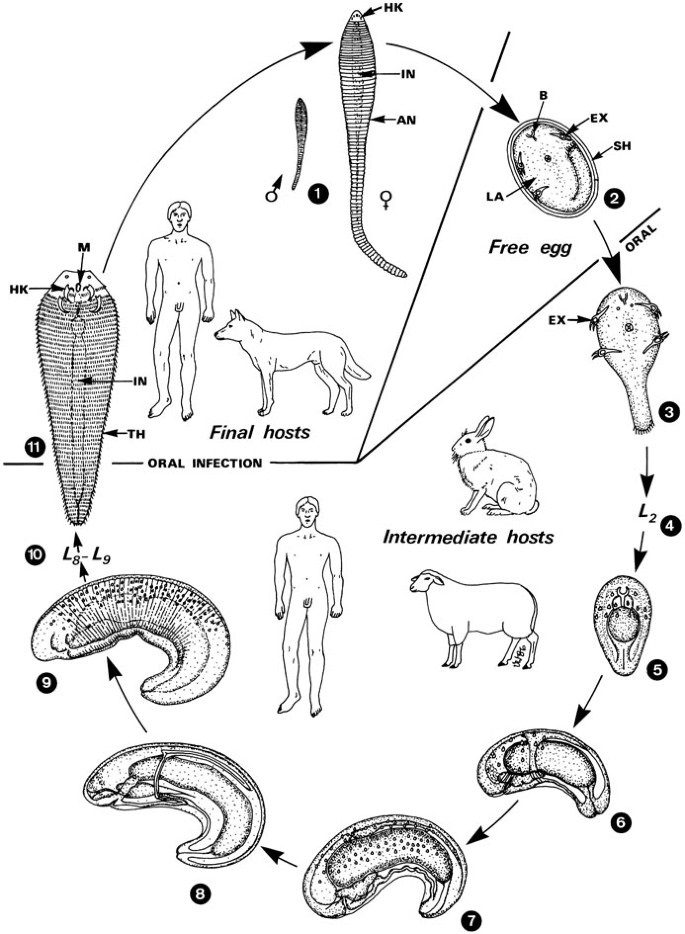 Ciclo vitale del parassita L. serrata