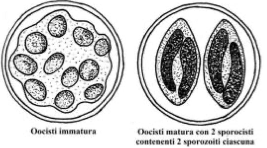 Differenza tra oocisti immature e oocisti mature.