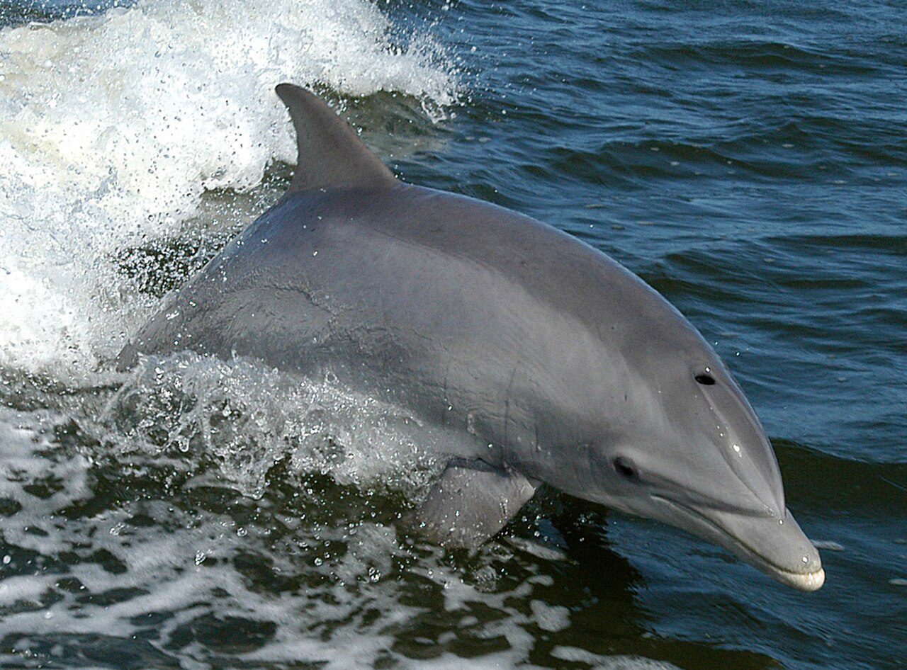 Un esemplare di Tursiops truncatus.