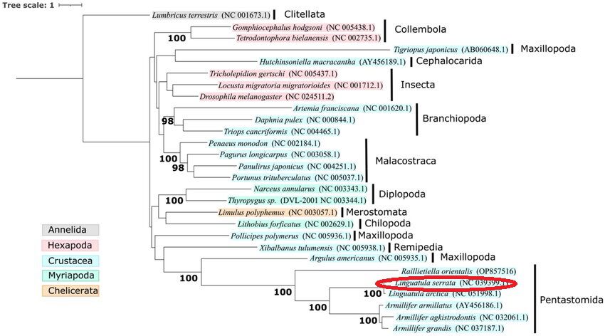 Albero filogenetico degli Artropodi, realizzato confrontando le sequenze del DNA mitocondriale. La posizione del parassita è stata evidenziata