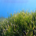 10 curiosità su Posidonia oceanica.