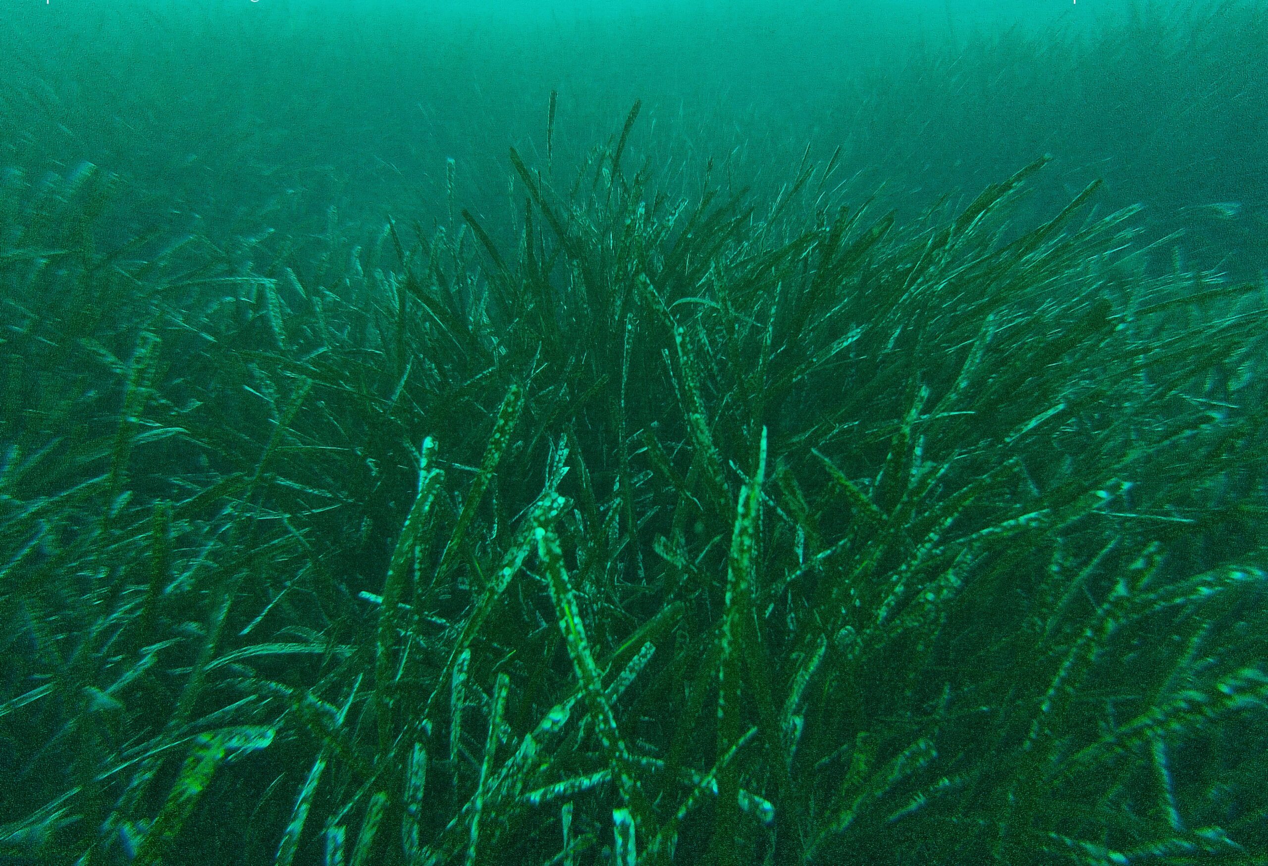 10 curiosità su Posidonia oceanica: forma estese praterie sottomarine.