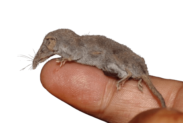 Figura 2 - Il mustiolo (Suncus etruscus) è tra i mammiferi più piccoli del mondo. [Fonte: https://biodiversitycyprus.blogspot.com/2017/11/etruscan-shrew-suncus-etruscus-also.html]