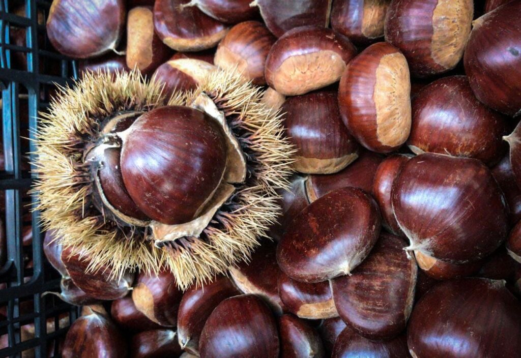 Castagne e Colesterolo: Un’Alimentazione Sostenibile per la Salute Cardiovascolare